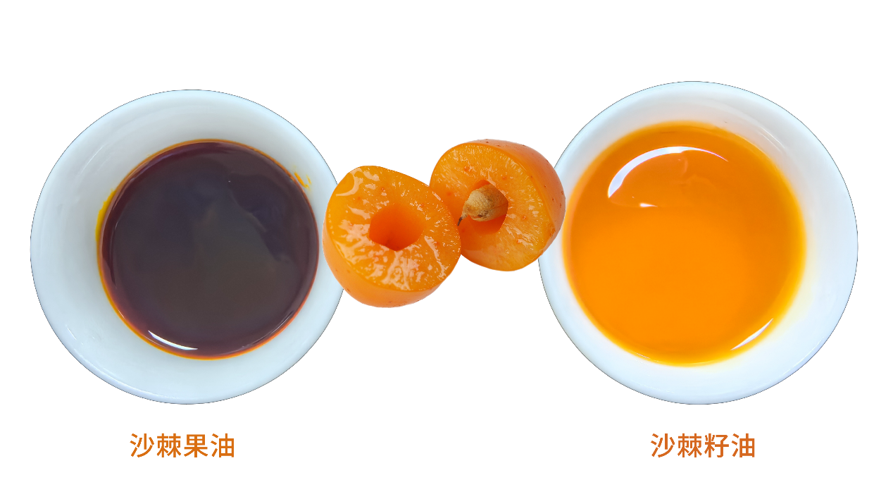 沙棘及其油制品中各类脂肪酸的典型含量比例