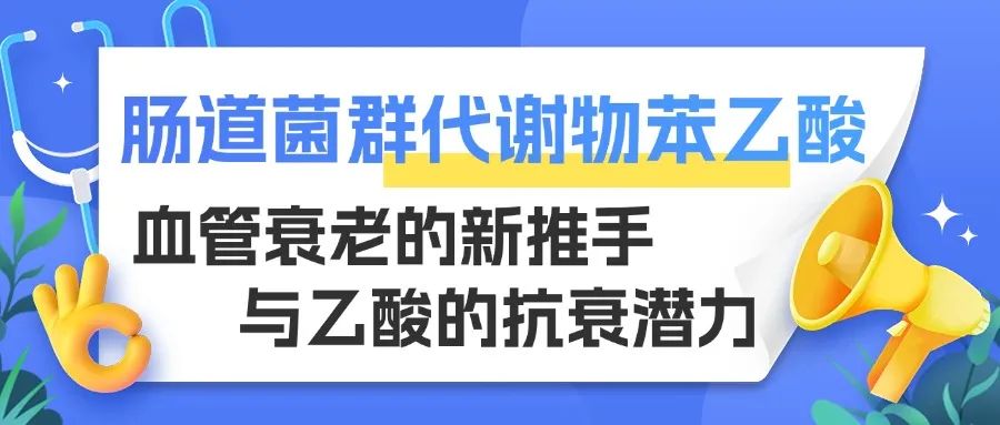 肠道菌群代谢物苯乙酸：血管衰老的新推手与乙酸的抗衰潜力