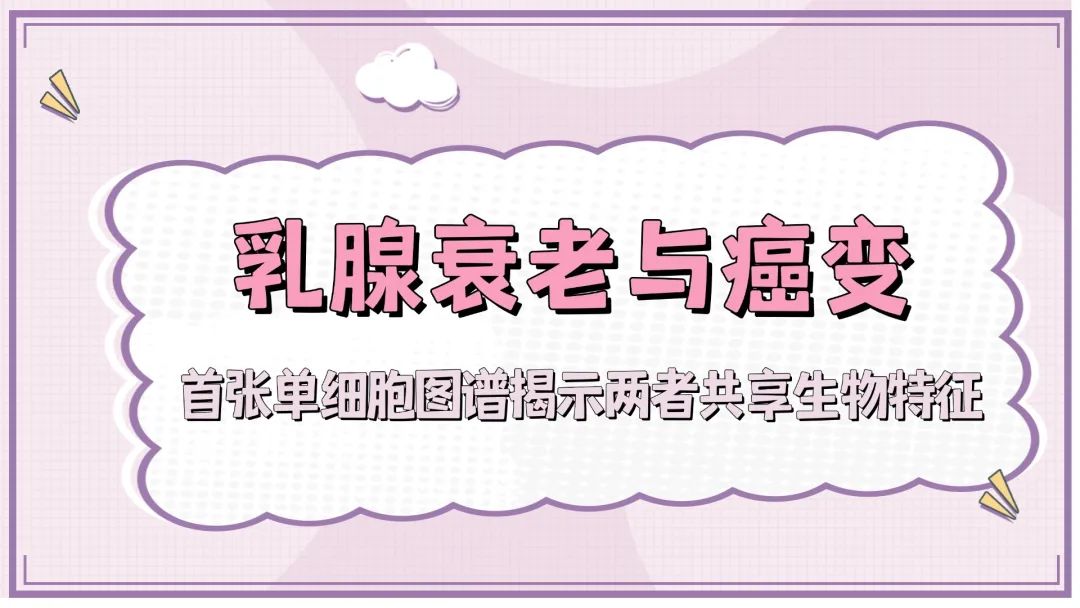 乳腺衰老与癌变：首张单细胞图谱揭示两者共享生物特征